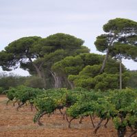 Photo de france - La randonnée des balcons d'Alignan-du-Vent